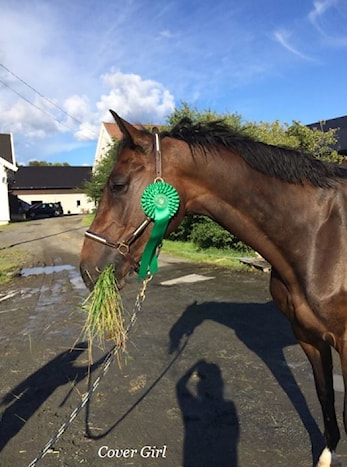 E-stevne med Breeders Open og Norsk Breeders Trophy 18.-20. august 2017